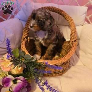 Banjo, Cavapoo Puppy